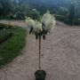 Hortenzija šluotelinė (Hydrangea paniculata) 'Candlelight' medelis